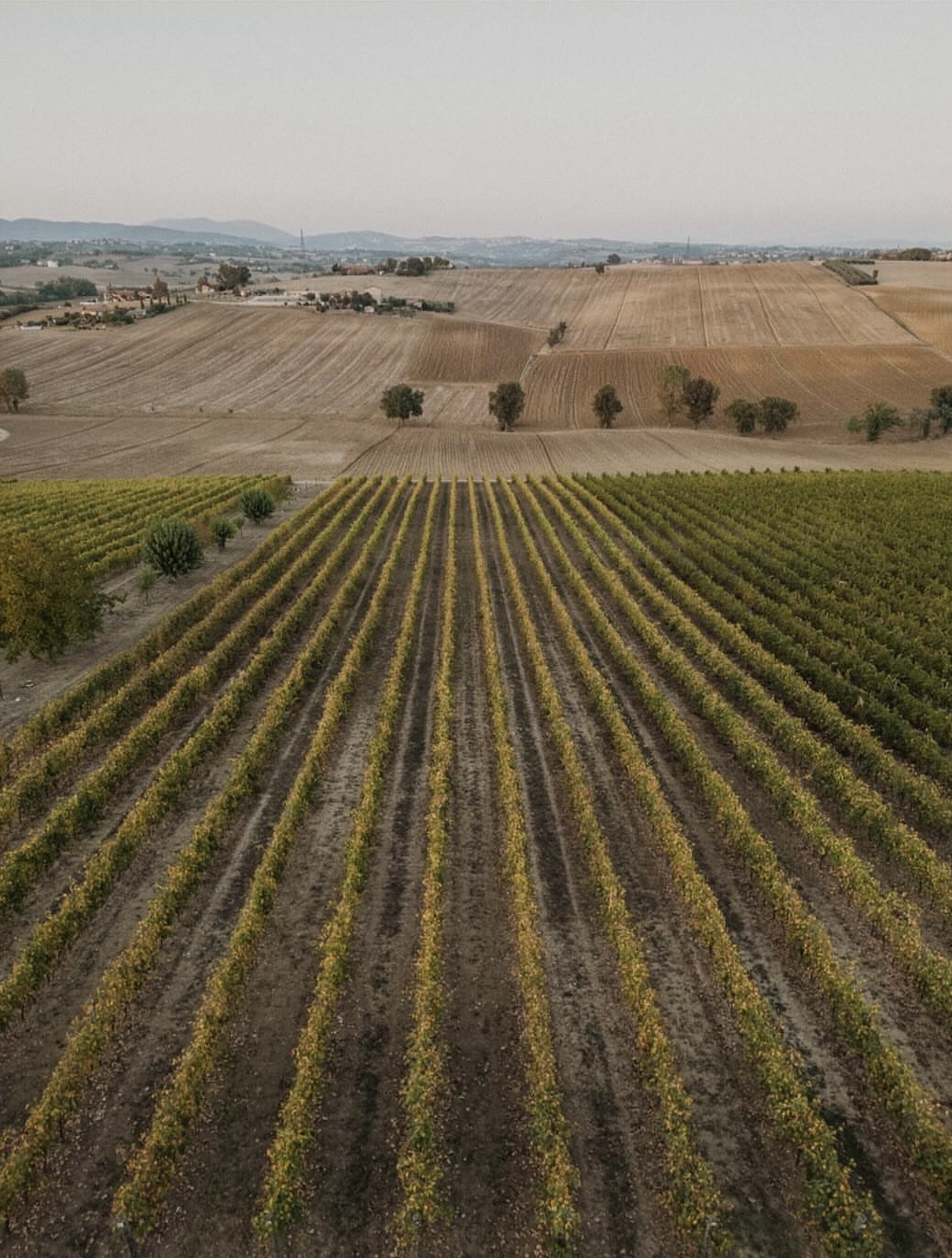 Tenuta dei Mori