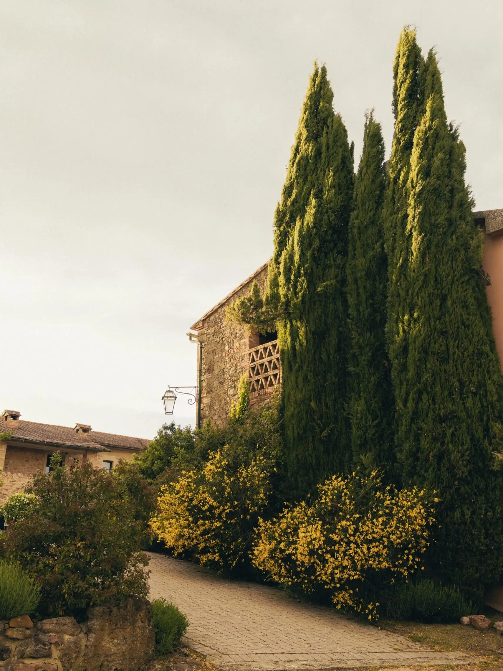 Tenuta di Papena