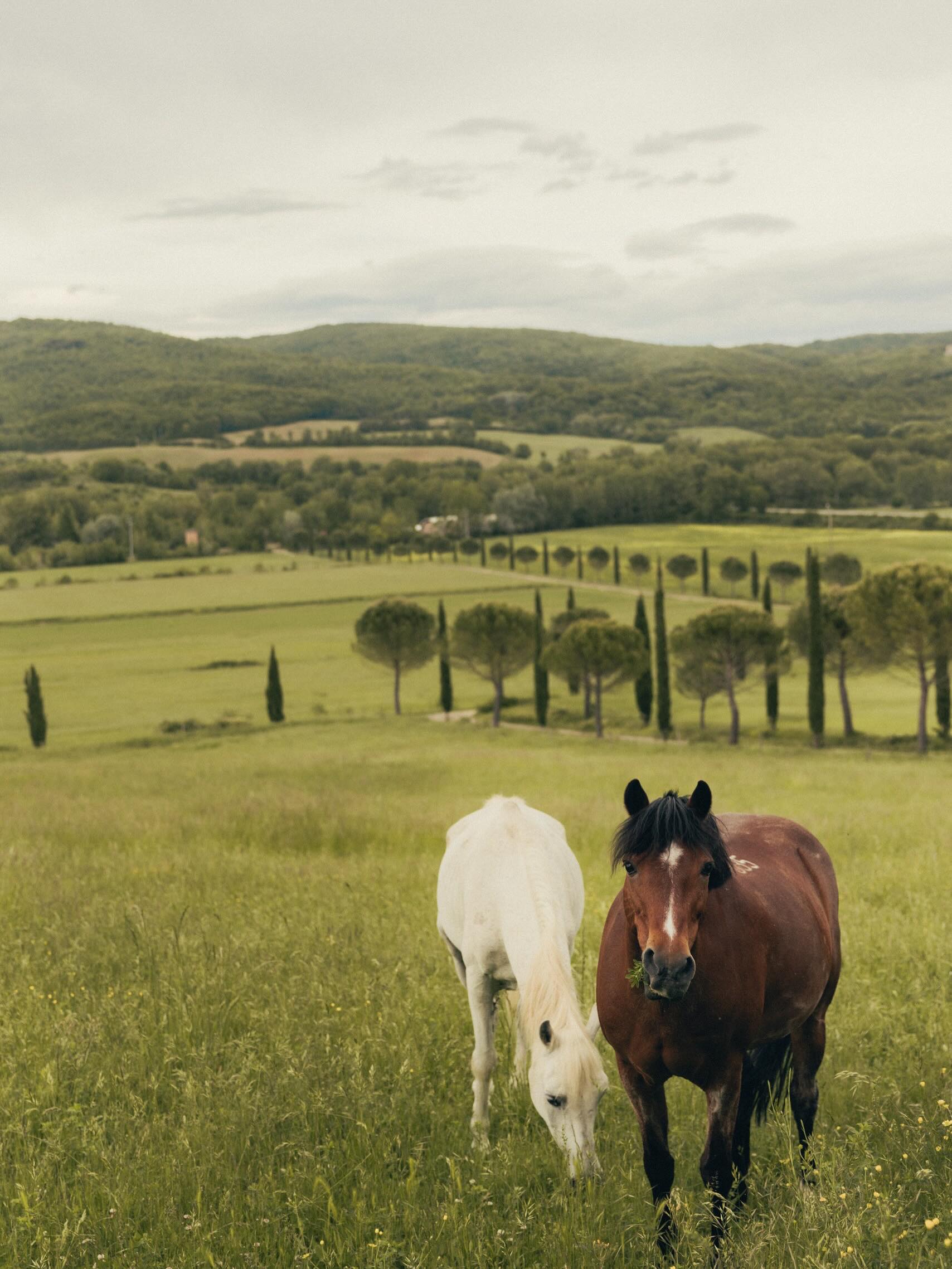 Tenuta di Papena